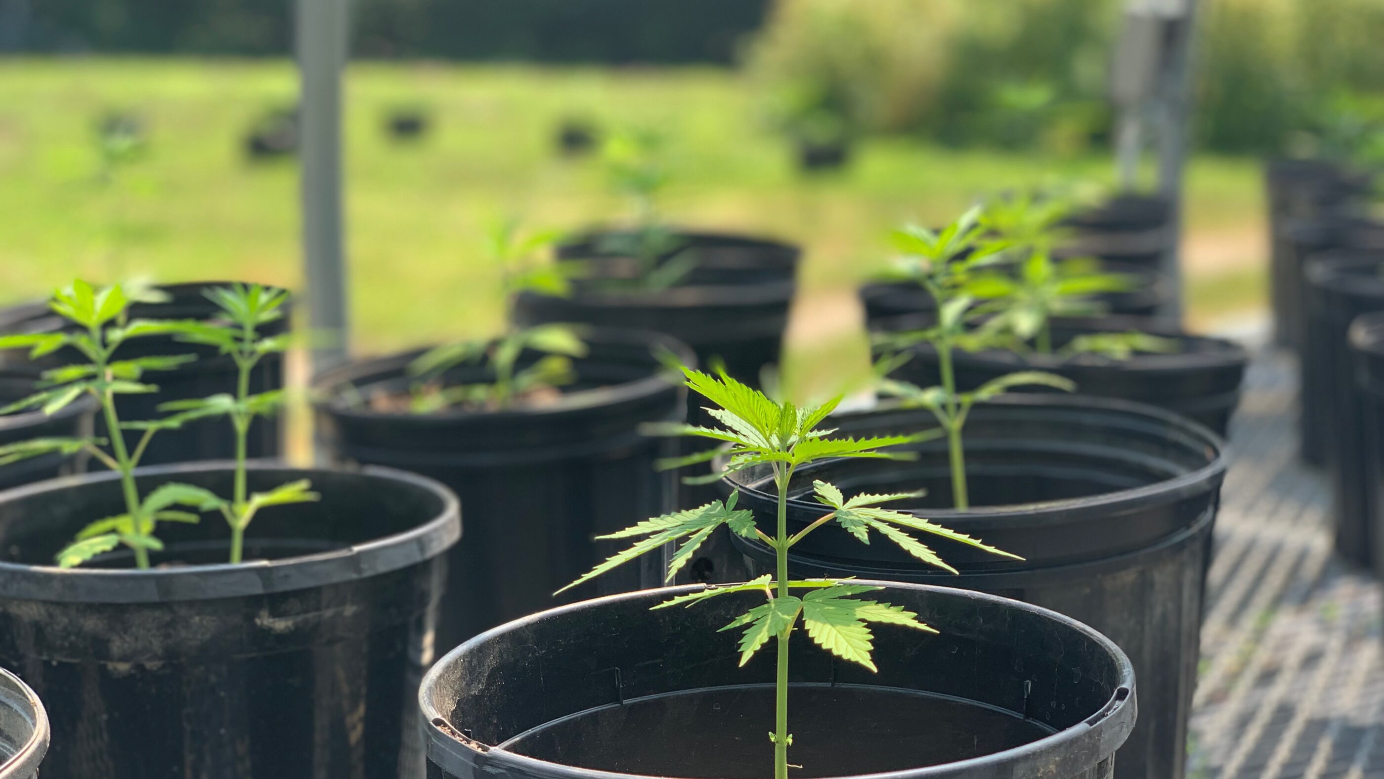 Photo of small cannabis plant in a pot. Other pots can be seen in the background.