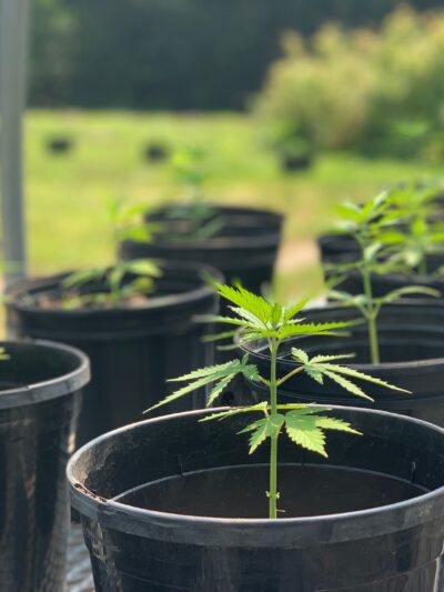 Photo of small cannabis plant in a pot. Other pots can be seen in the background.