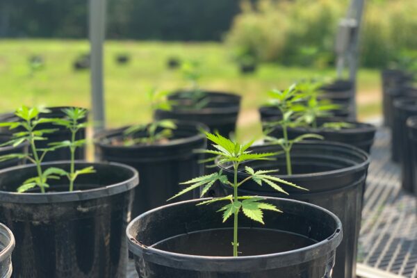 Photo of small cannabis plant in a pot. Other pots can be seen in the background.