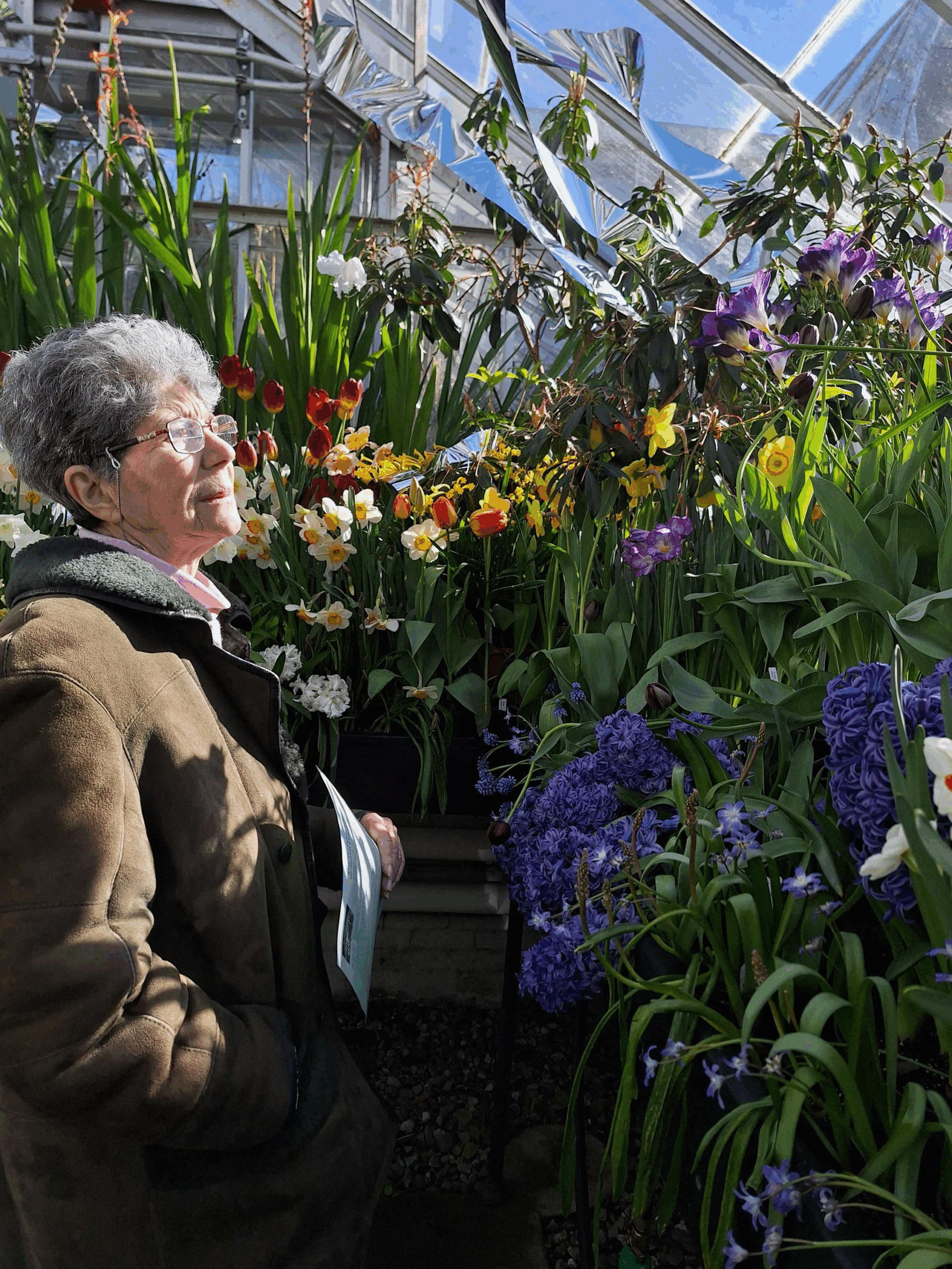 A white woman with short gray hair is surrounded by tulips in a greenhouse. She is looking at tulips in front of her, her right side facing the camera.